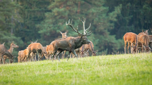 istock Red deer herd grazing on meadow in autumn nature. 1277356123