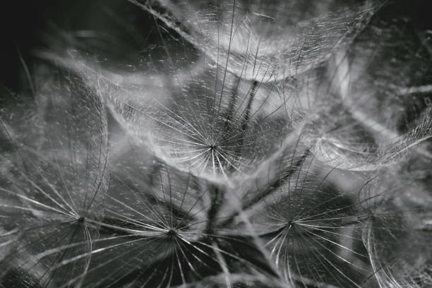 istock Beautiful abstract dandelion flower background. 1277356134