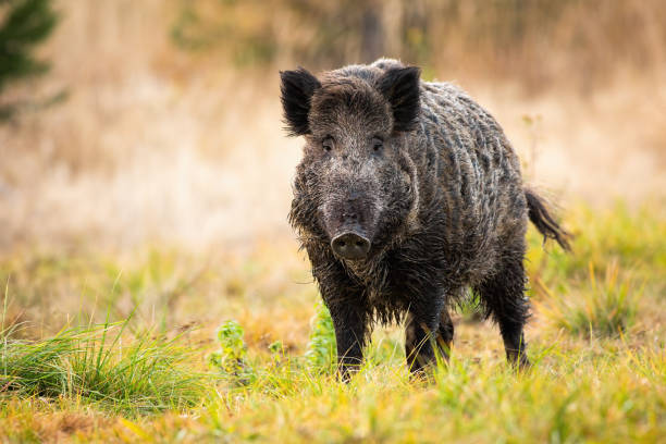 istock Wild boar standing on meadow in autumn nature. 1277356205