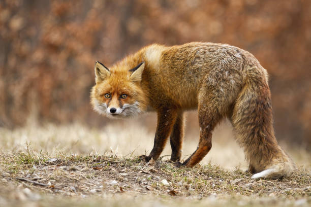 istock Stealth red fox sneaking on meadow in autumn nature. 1277356734