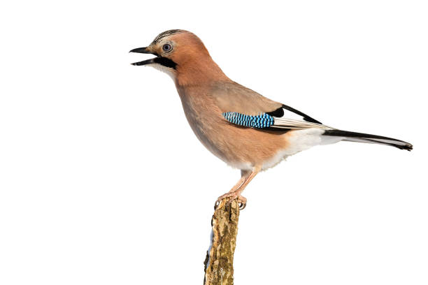 istock Eurasian jay singing on branch isolated on white background. 1277356796