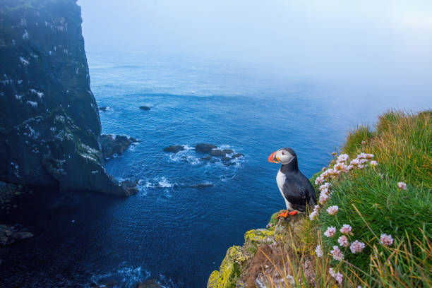 istock Atlantic puffin standing on cliff in summertime. 1277356835