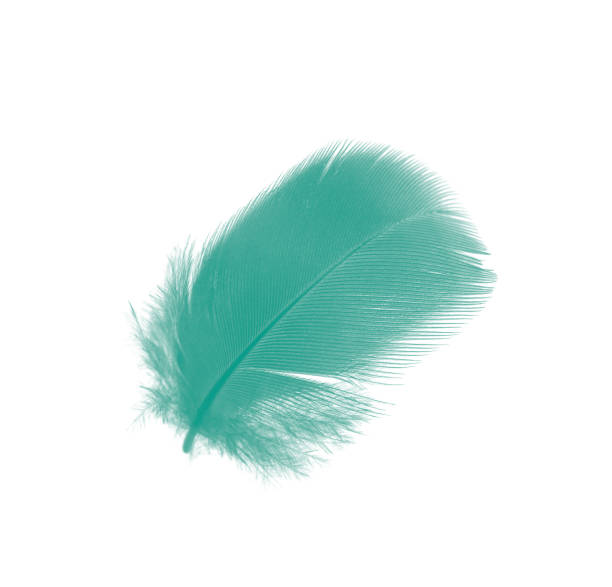 istock Beautiful feather color green turquoise isolated on white background 1277356846