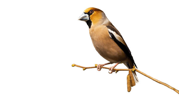istock Male hawfinch sitting on branch isolated on white background. 1277356913