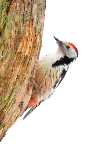 istock Middle spotted woodpecker sitting on tree cut out on blank. 1277357088