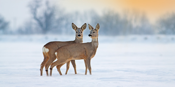 Two young roe deer, capreolus capreolus, standing on snow in wintertime with copy space. Brown mammal siblings observing on white field in panoramic horizontal composition at sunset.