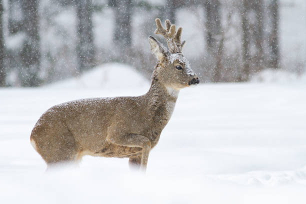 istock Roe deer buck walking on snow in wintertime nature. 1277357234