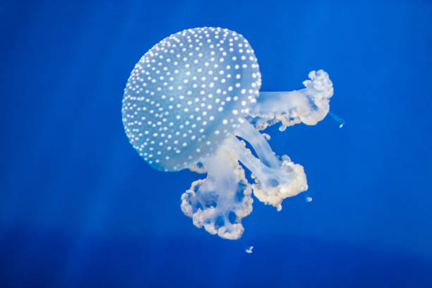 istock jellyfish in aquarium 1277357390