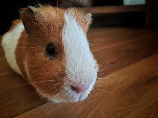 istock a lovely guinea pig face 1277357722