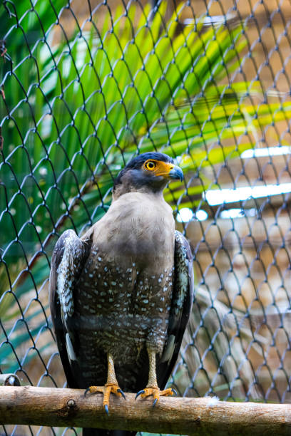 Eagle view in close up for Nature & Bird Photography