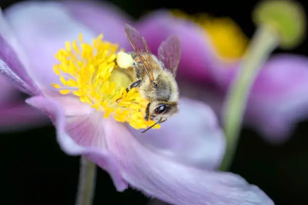 Bee - Apis mellifera - pollinates Anemone hupehensis, the Chinese anemone or Japanese anemone, thimbleweed, or windflower