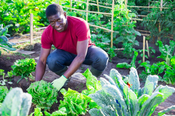 istock Afro male gardener working in vegetable garden 1277359489