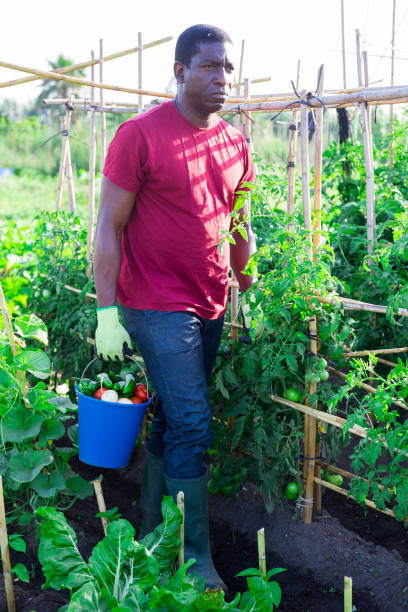 istock Man posing in garden with harvested vegetables 1277359490