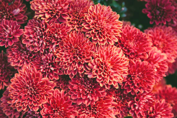 istock Chrysanthemum flowers  as a beautiful autumn background. Fall theme concept backdrop 1277359741