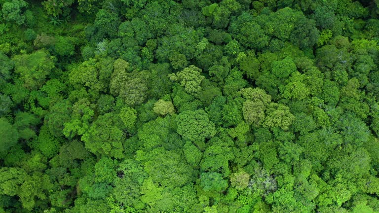 Zoom out rotate top view of lush foliage rainforest