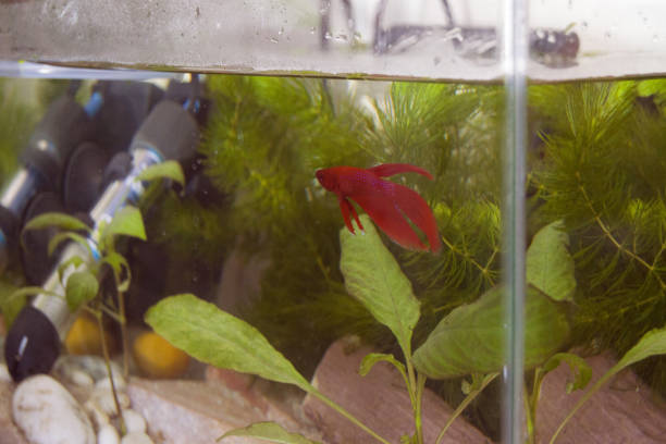 istock Betta Fish/ Siamese Fighting Fish Tank Aquarium Aquascape with Underwater Plants Proper Betta Fish Care 1277361585