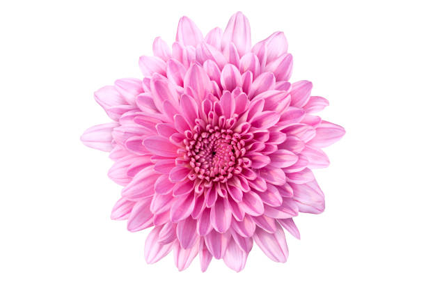 istock Pink Chrysanthemum flower, Natural 1277361740