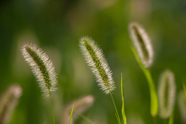 istock Setaria Twins in the Meadow 1277362139