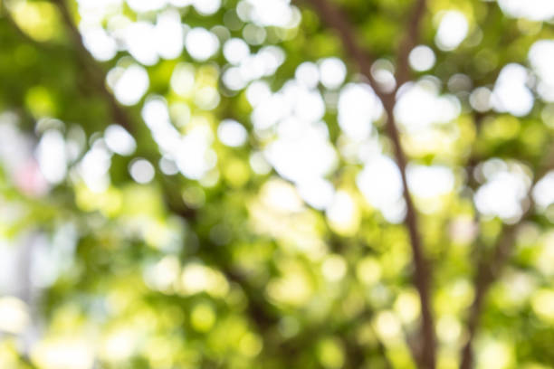 istock Abstract blurred background of tree with light green bokeh. 1277362266