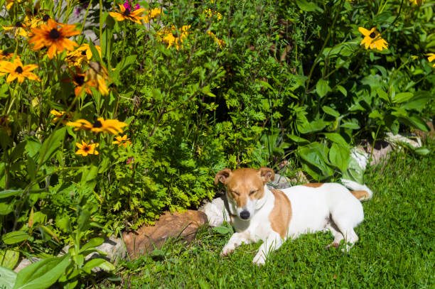 istock dog napping next to a flower bed 1277362591