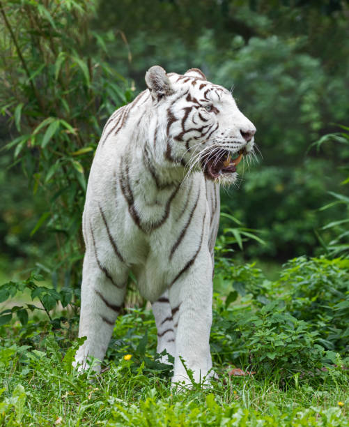 istock Close up view of a standing white Bengal tiger (Panthera tigris tigris) 1277362800