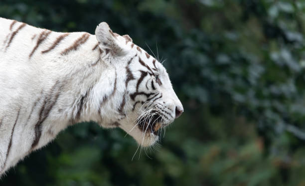istock Side Close up view of a white Bengal tiger 1277362890