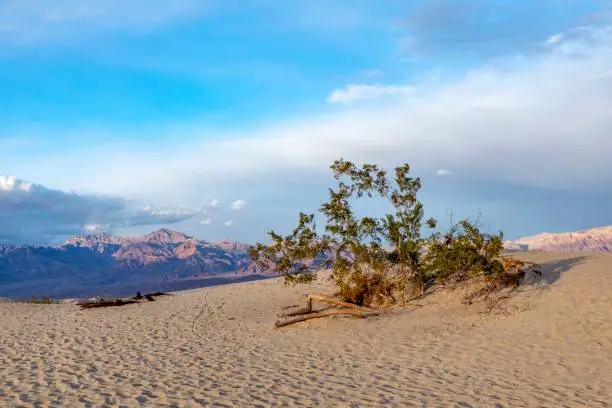 beautiful Mesquite flats in the death valley desert in sunset light