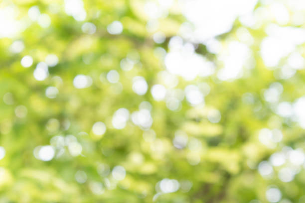 istock Abstract blurred background of tree with light green bokeh. 1277363641
