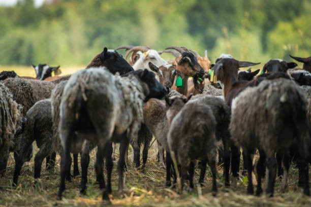 istock Goats. The goats are herded in the backlight. 1277365448