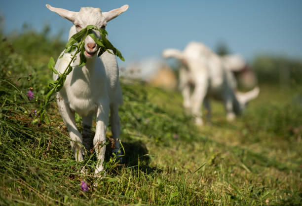 istock Goats. The goats are herded in the backlight. 1277365521