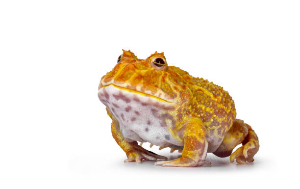 istock Albino American horned or Pacman frog on white background 1277365912