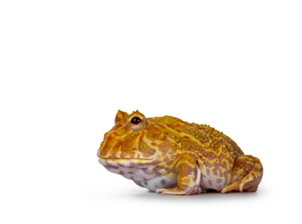 istock Albino American horned or Pacman frog on white background 1277365920