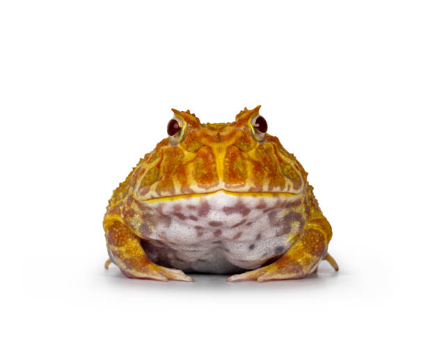 istock Albino American horned or Pacman frog on white background 1277365934
