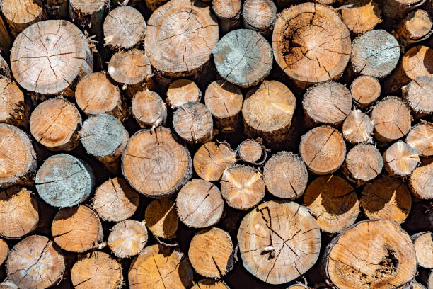 istock stapled woodpile in the german forest 1277365938