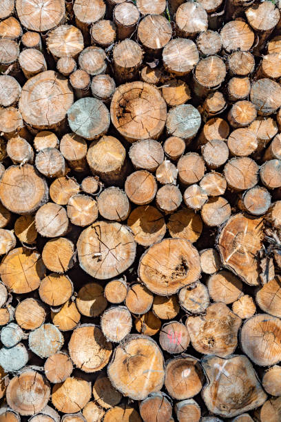 stapled woodpile in the german forest