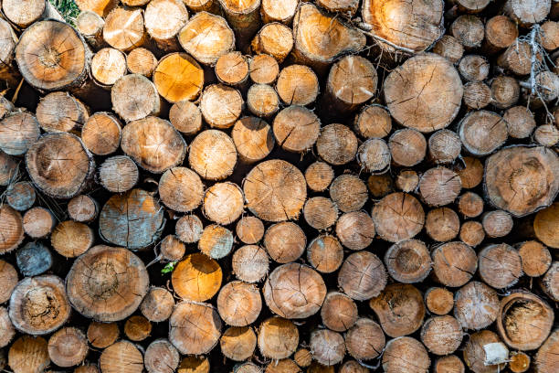 istock stapled woodpile in the german forest 1277366026