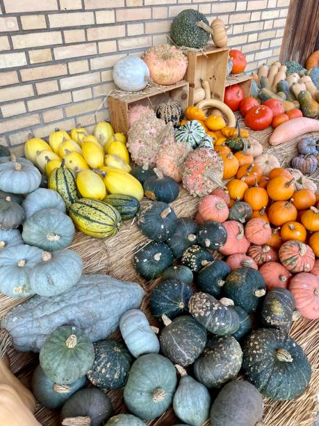 Pumpkins stock photo