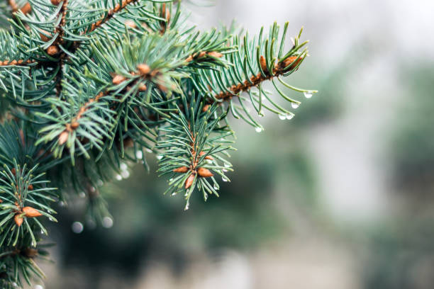 istock green branch of Christmas tree, New Year background with copy space for text 1277366711