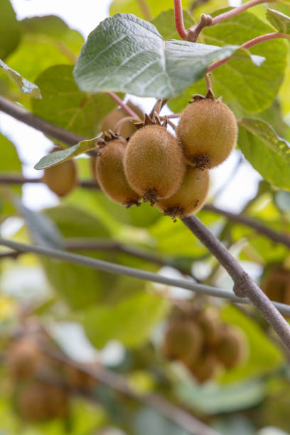 istock Orchard with kiwi in Marche, Central Italy 1277367980