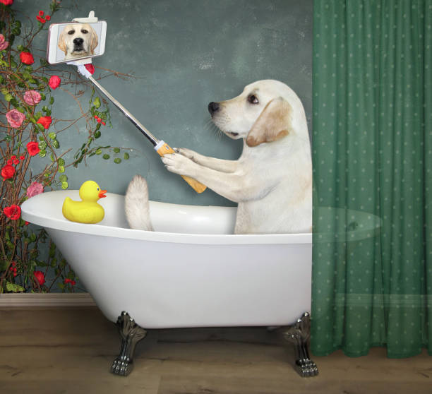 istock Dog takes bath and makes selfie 1277368725