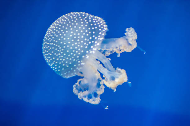 istock jellyfish in aquarium 1277369306