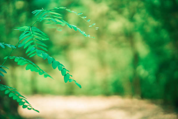 Green leaves in the forest