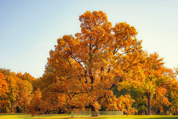 istock Autumn forest with century-old oak trees spreading branches on a sunny day. 1277370801