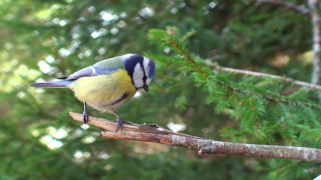 Blue Tit Perching on the Branch