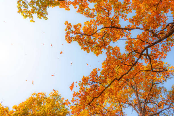 istock Autumn forest with century-old oak trees spreading branches on a sunny day. 1277370931