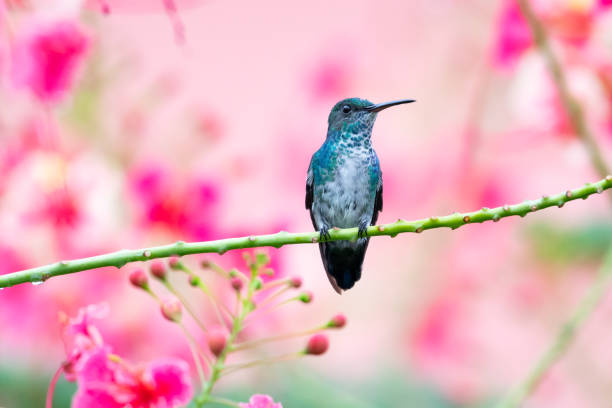 A female Blue-chinned Sapphire hummingbird perching in a Pride of Barbados tree surrounded by a pink flowers and a pink background. Tropical hummingbirds perching in a garden. Small tropical bird. Hummingbird in natural habitat blue chinned sapphire hummingbird stock pictures, royalty-free photos & images