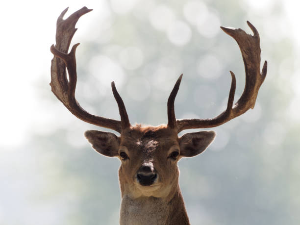 istock A Fallow Deer buck in the woodlands 1277372322