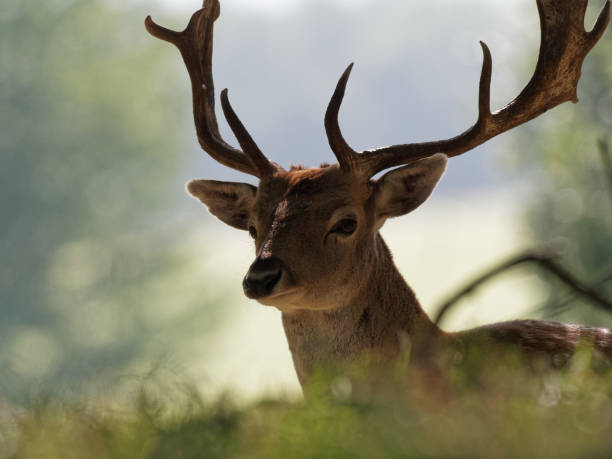 istock A Fallow Deer buck in the woodlands 1277372339