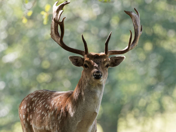 istock A Fallow Deer buck in the woodlands 1277372351