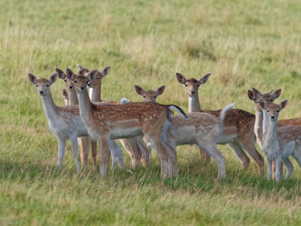 istock A herd of Fallow Deer does in the woodlands 1277372429